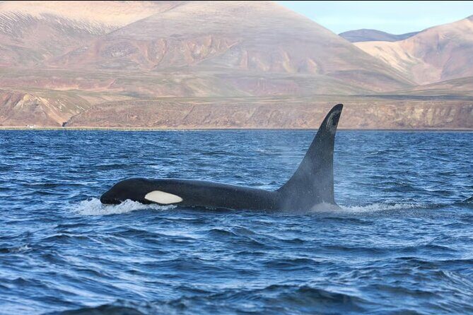 Private Ocean Safari in La Ventana: Marine Wildlife Experience - FAQ