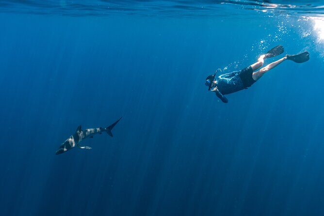 Private Ocean Seafari Swim with Wildlife in SJC - An In-Depth Look at the Private Ocean Seafari Experience