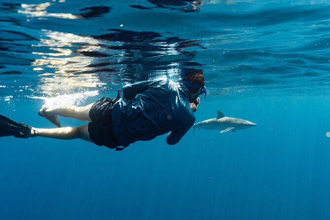 Private Ocean Seafari Swim with Wildlife in SJC - Is This Tour for You?