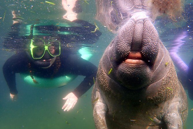 Private 'OG' Manatee Snorkel Tour with Guide for up to 10 people - First Stop: The Water and the Rules