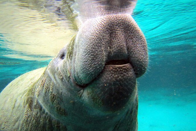 Private 'OG' Manatee Snorkel Tour with Guide for up to 10 people - Second Stop: Snorkeling and Wildlife Viewing
