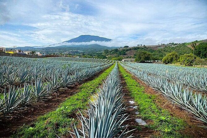 Private One Day Adventure Tour in Tequila and La Fortaleza Distillery - Final Thoughts: Is It Worth It?