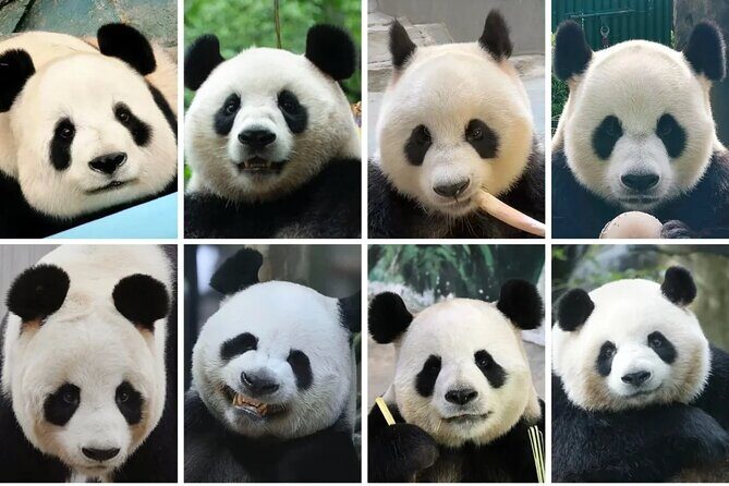 Private One Day Trip to Experience Chengdu Local Life - A Deep Dive into Chengdu’s Soul in One Day