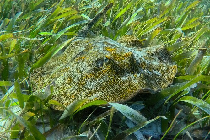 Private (only you) Reef Snorkeling in Puerto Morelos 2x40 minutes - Considerations Before Booking
