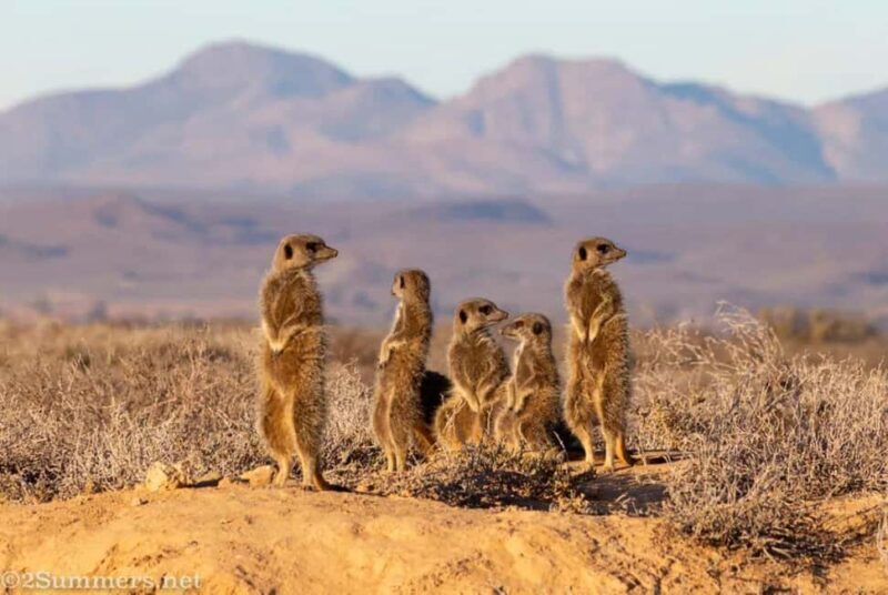 Private Oudtshoorn Full Day Tour - Summary: Why Consider This Tour?