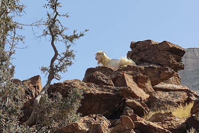 Private Overnight Jebel Shams Camping Tour - FAQ