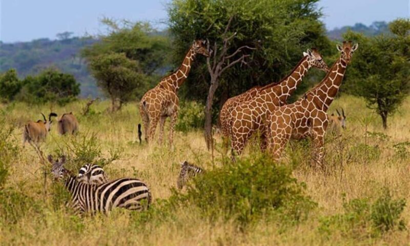 Private Overnight Maasai Mara Safari Tour from Nairobi - Who Should Consider This Tour?