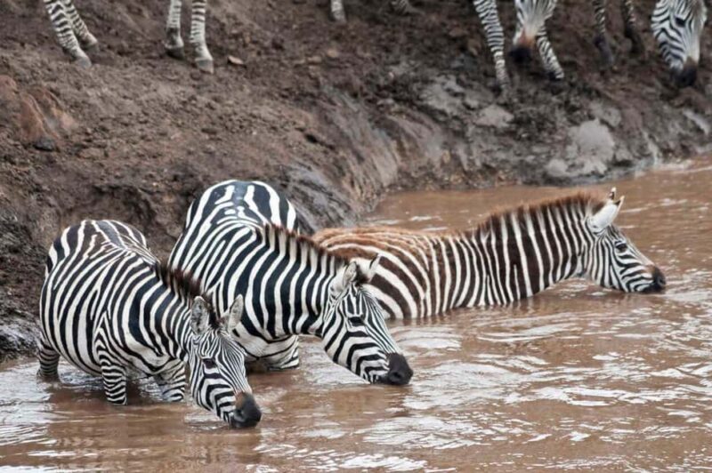 Private Overnight Maasai Mara Safari Tour from Nairobi - The Sum Up