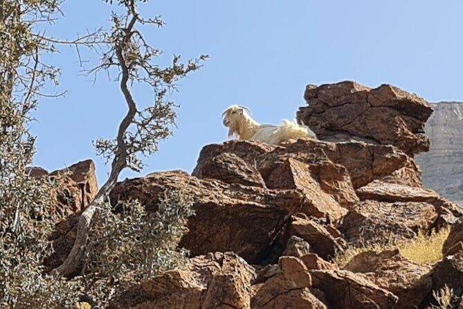 Private Overnight Nizwa & Jebel Akhdar Tour from Muscat - Who Will Love This Tour?