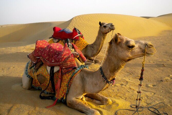 Private Overnight Safari Tour with Camel Ride - An In-Depth Look at the Safari Experience