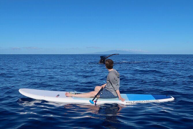 Private Paddleboard (SUP) Whale Watch: All Skill Levels Welcome - What Is This Tour About?