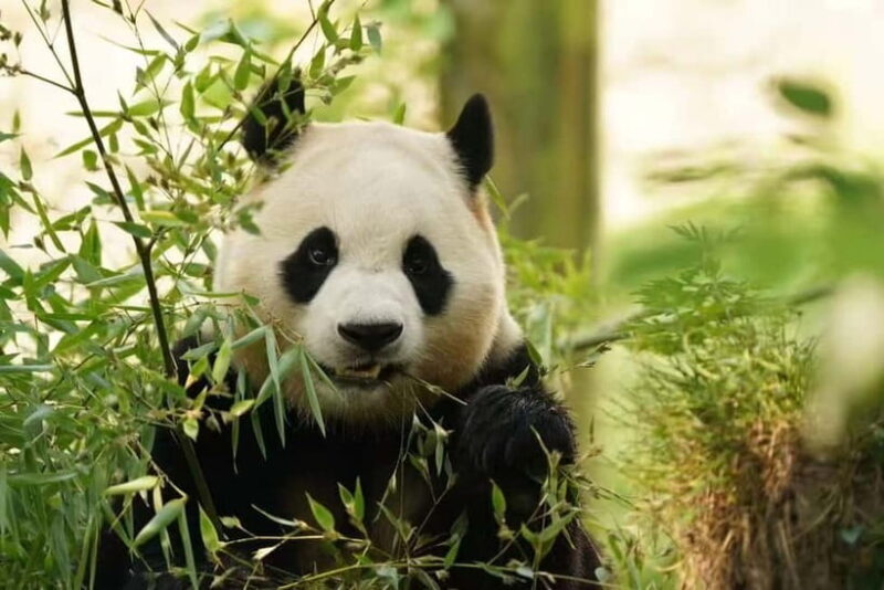 Private Panda Volunteering & Learning Tour | Wolong Base - Key Points