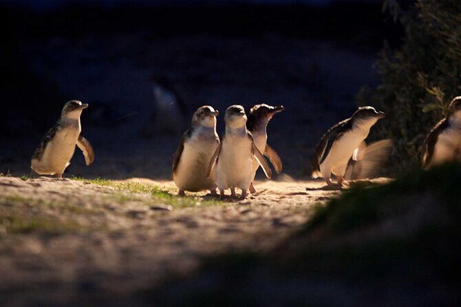 Private Phillip Island Day Tour - Who Will Love This Tour?