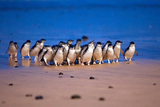 Private Phillip Island Day Tour - Frequently Asked Questions