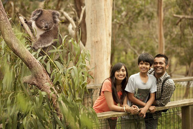 Private Phillip Island Penguin Parade Tour - An In-Depth Look at What Makes This Tour Special