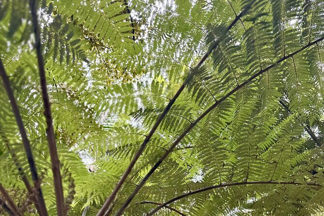 Private Piha Beach, Rainforest Adventure & Mt. Eden with Guide - FAQ
