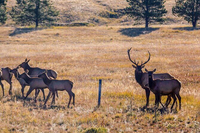Private Pikes Peak Region Backcountry Full Day Adventure Tour - An In-Depth Look at the Tour Experience