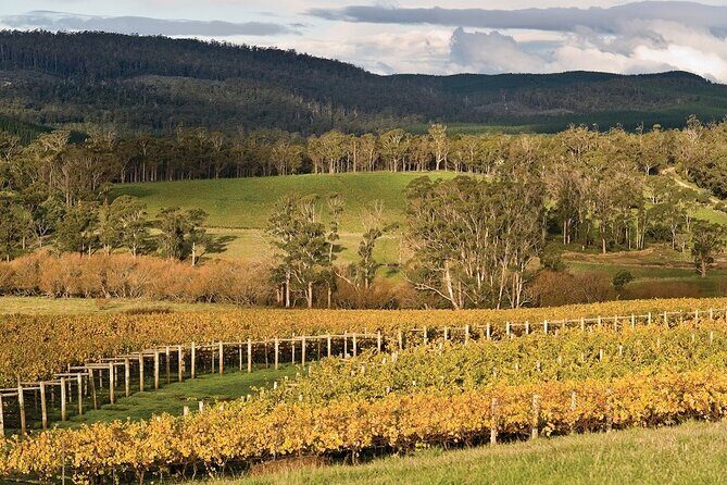 Private Pinot Noir Wine Tasting & Platter in Adelaide Hills - Discovering Adelaide Hills’ Pinot Noir: An In-Depth Look
