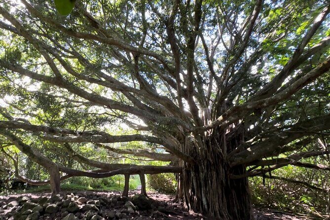 Private Pipiwai Trail Maui Open-Air Jeep Tour - Discover Maui’s Hidden Beauty with the Private Pipiwai Trail Jeep Tour