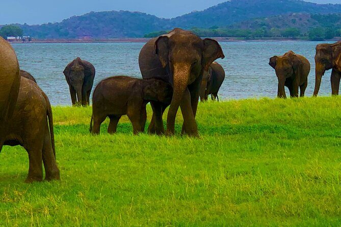 Private Polonnaruwa Ruins & Minneriya Safari Tour from Sigiriya - What We Think About the Price and Value