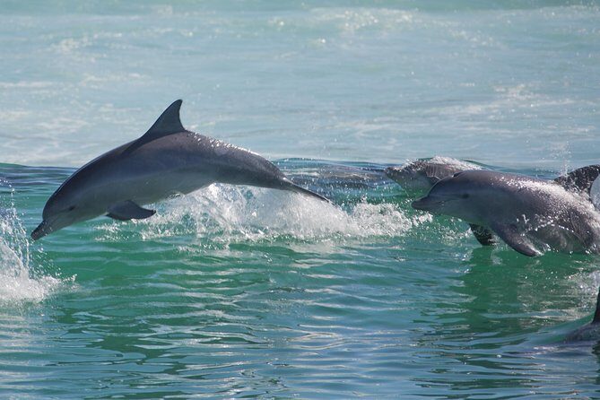 Private Port Stephens Day Trip from Sydney incl Dolphin Cruise - Scenic Highlights and Local Insights