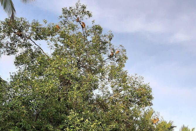Private Proboscis Monkey & Water Village Tour - The Itinerary in Detail