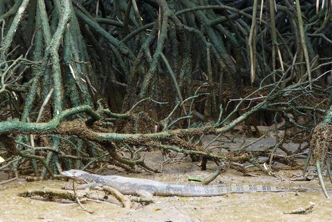 Private Proboscis Monkey & Water Village Tour - The Sum Up