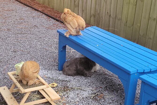 Private Rabbit and Chicken Petting Experience in Navarre - An Introduction to the Bunnychick Haven Experience