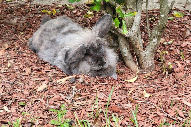 Private Rabbit and Chicken Petting Experience in Navarre - What to Expect from Your Visit