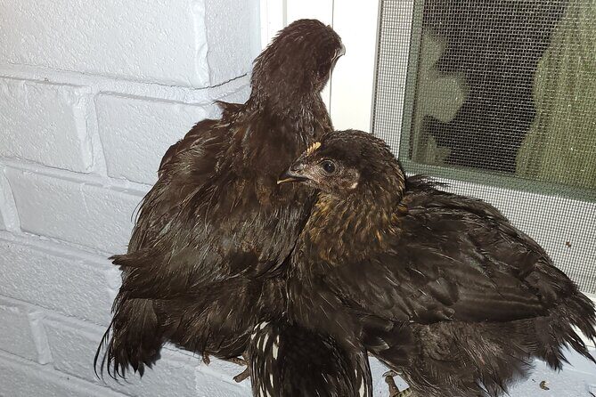Private Rabbit and Chicken Petting Experience in Navarre - Why Visitors Love Bunnychick Haven