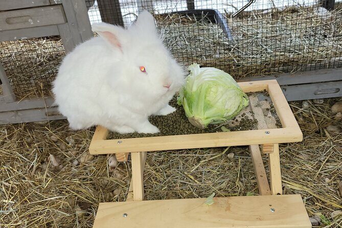 Private Rabbit and Chicken Petting Experience in Navarre - Final Thoughts: Who Will Appreciate This Experience?