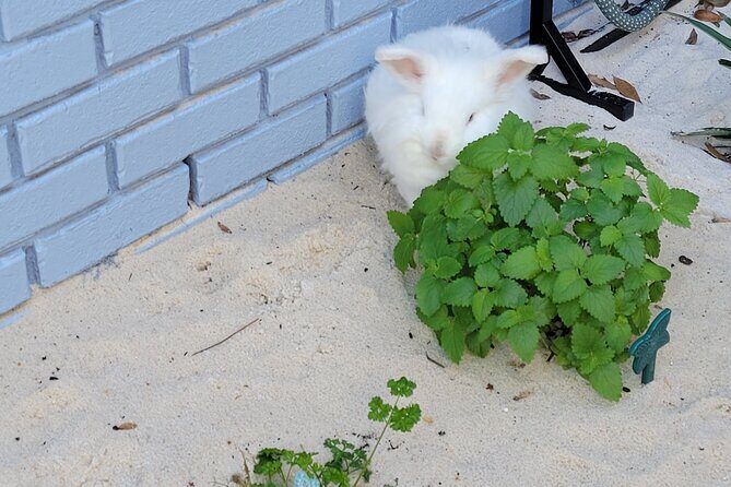 Private Rabbit and Chicken Petting Experience in Navarre - FAQs