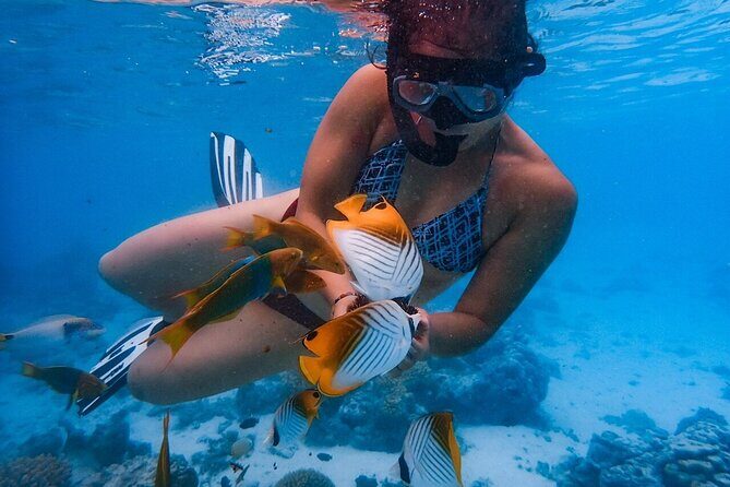 Private Rarotonga Turtle Tour - An Overview of the Private Rarotonga Turtle Tour