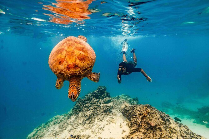 Private Rarotonga Turtle Tour - What Reviewers Are Saying