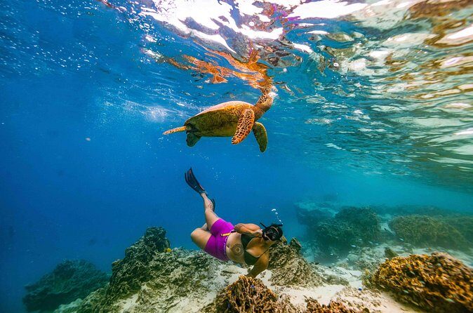 Private Rarotonga Turtle Tour - Practical Details: What You Should Know
