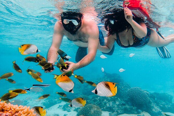 Private Rarotonga Turtle Tour - Final Thoughts