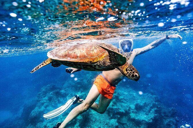 Private Rarotonga Turtle Tour - FAQs