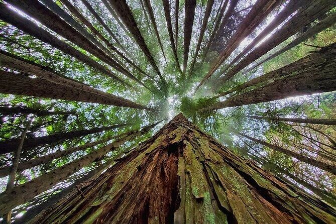 Private Redwood Forest Hiking Tour - Key Points