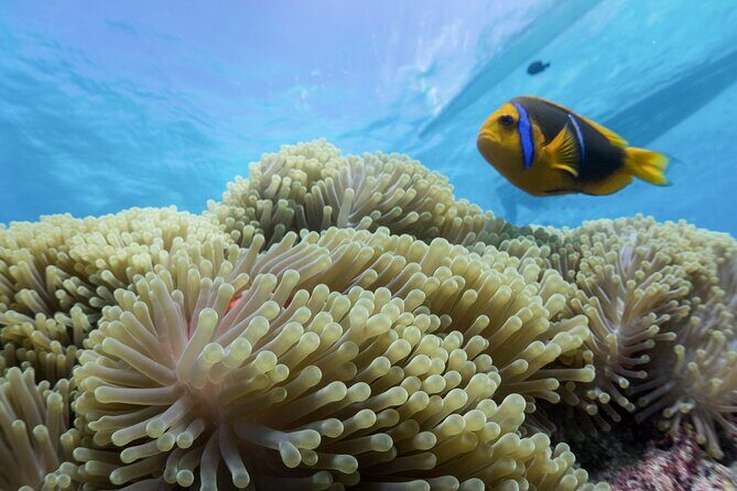 Private Reef Discovery Luxury Motu Lunch Cruise in Bora Bora - Key Points