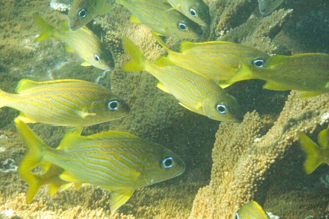 Private Rincon Snorkeling Adventure - Is This Tour Worth It?