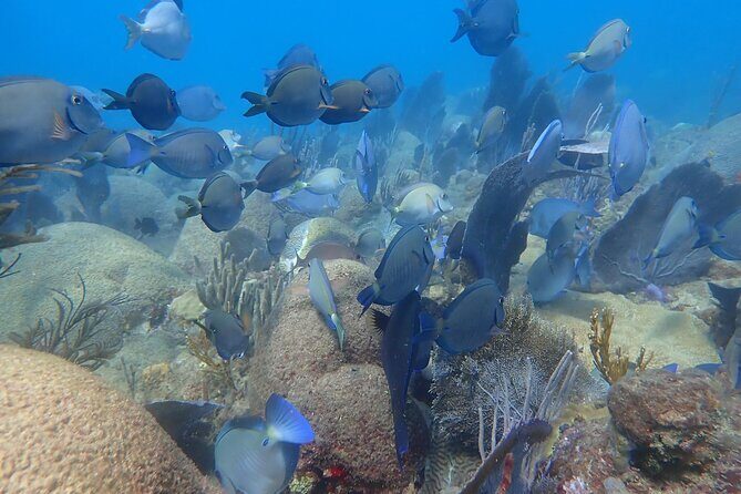 Private Rincon Snorkeling Adventure - Who Should Book This Tour?