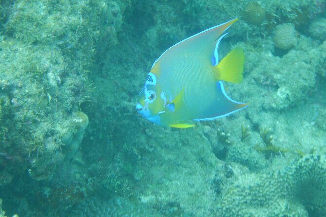 Private Rincon Snorkeling Adventure - Final Thoughts