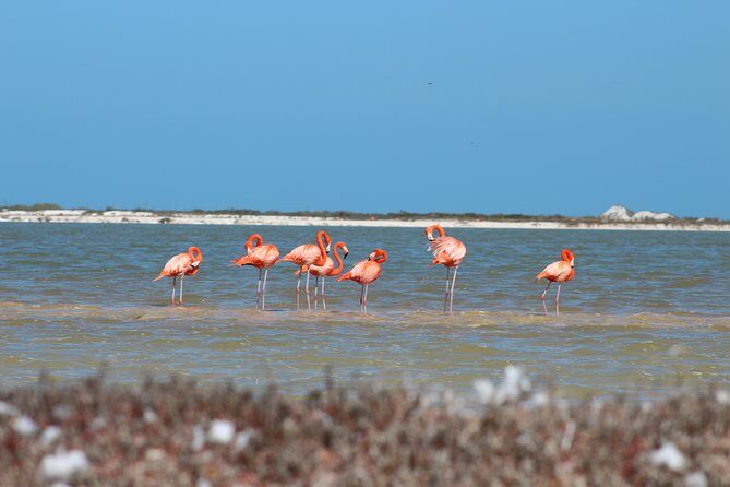 Private Rio Lagartos Flamingo and pink lakes - An Honest Look at the Rio Lagartos Flamingo and Pink Lakes Tour
