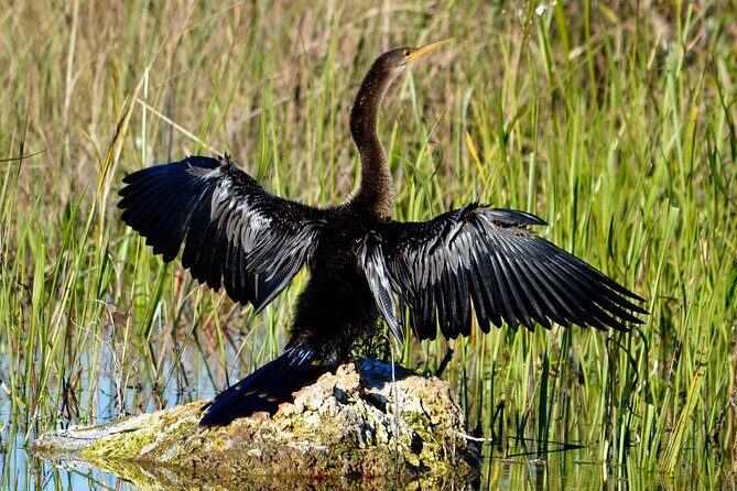 Private River Of Grass Everglades Airboat Adventure - Introduction: A Private Glimpse into the Everglades