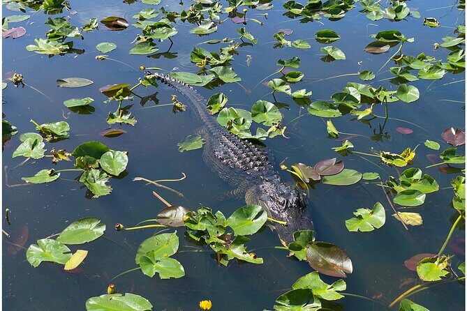 Private River Of Grass Everglades Airboat Adventure - How the Experience Looks in Practice