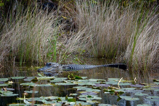 Private River Of Grass Everglades Airboat Adventure - FAQ