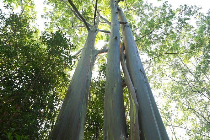 Private Road to Hana Rainforest & Waterfall Experience from Maui - FAQs