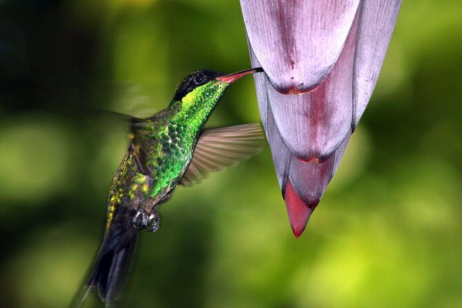 Private Rockland Bird Sanctuary Tour from Montego Bay - An In-Depth Look at the Rockland Bird Sanctuary Tour