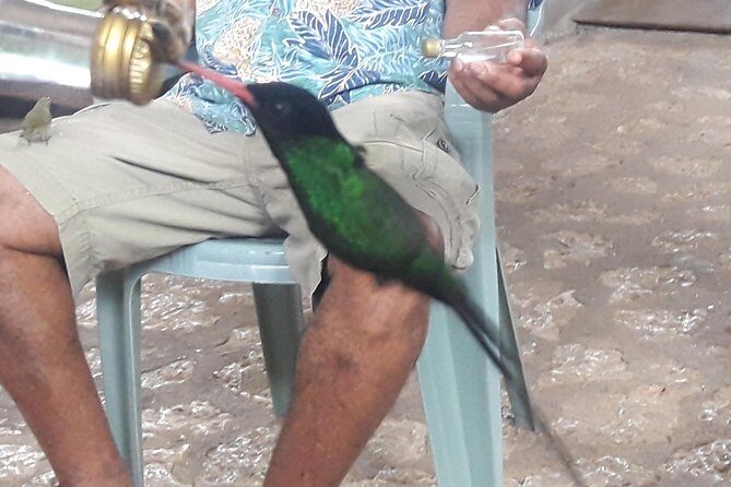 Private Rockland Bird Sanctuary Tour from Montego Bay - Final Thoughts: Who Should Consider This Tour?