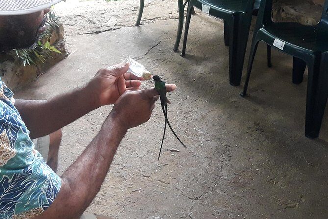 Private Rockland Bird Sanctuary Tour from Montego Bay - FAQ